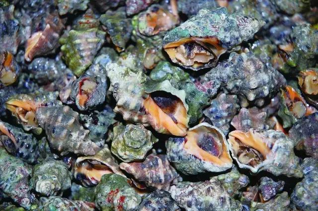 又到吃海蛎子的季节,又到了吃海鲜的季节生蚝