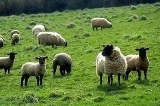 澳洲保健品有没有假的,澳洲保健品受欢迎