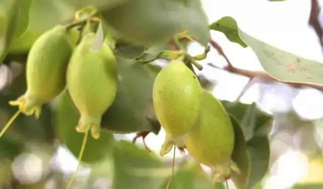 澳洲知名华人博主,澳洲华人网红博主