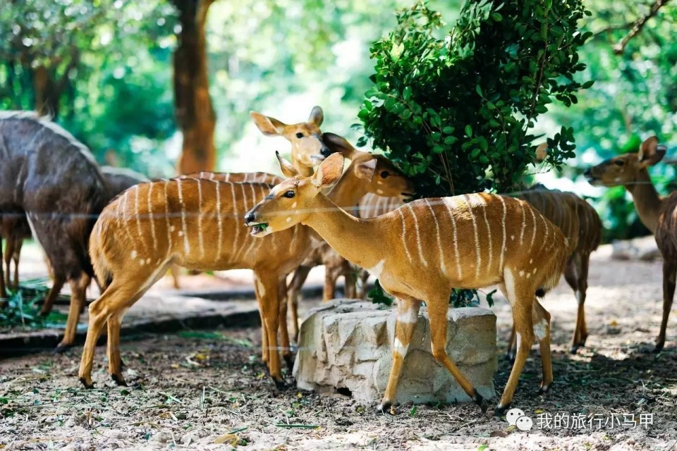 珠海长隆野生动物园旅游攻略,广州长隆自驾游旅游攻略