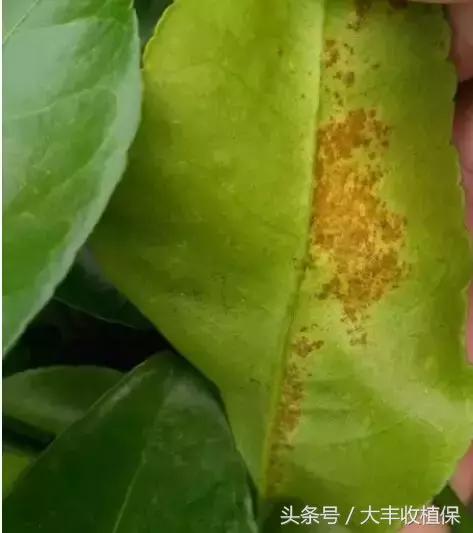 柑橘脂点黄斑病防治技巧,柑橘顽固性脂点黄斑病怎样根除