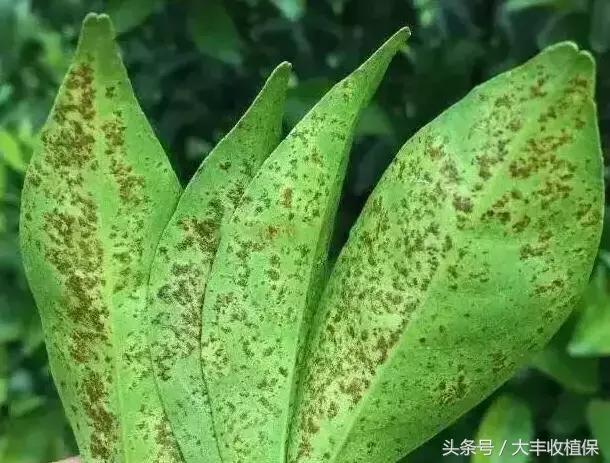 柑橘脂点黄斑病防治技巧,柑橘顽固性脂点黄斑病怎样根除