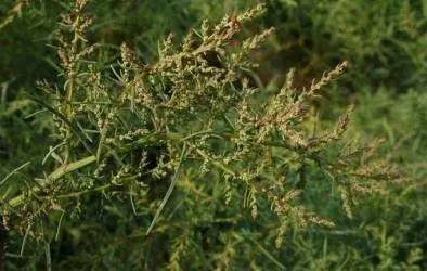 湿地陆地植物有哪些,湿地里的仙人掌