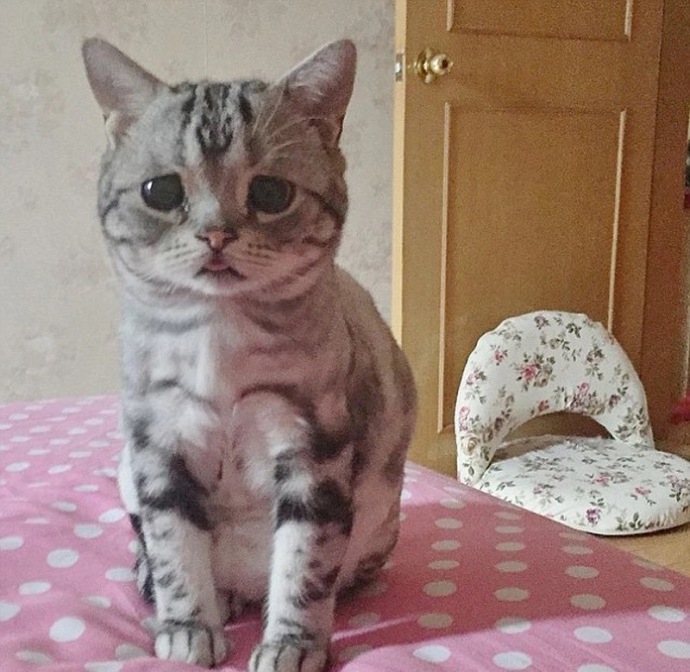 激萌小猫咪,萌到哭的小猫咪