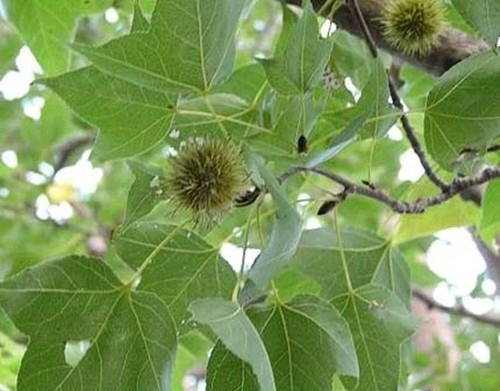 农村少见到的稀奇物品,农村不起眼的土特产