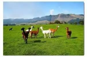 澳洲保健品有没有假的,澳洲保健品受欢迎