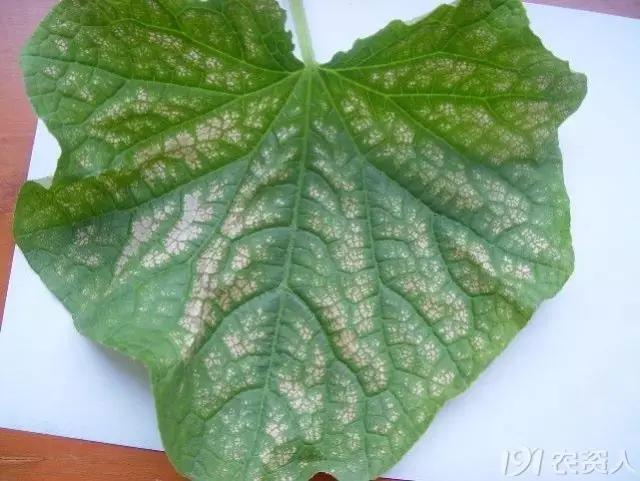 黄瓜用小苏打加红糖能防治病害,亮盾与阿米西达防治黄瓜病害