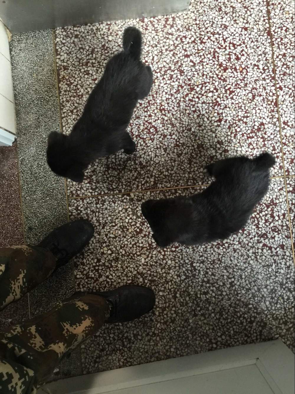 金毛生下来是黑的长大会变色吗,为啥金毛生的有黑的有黄的