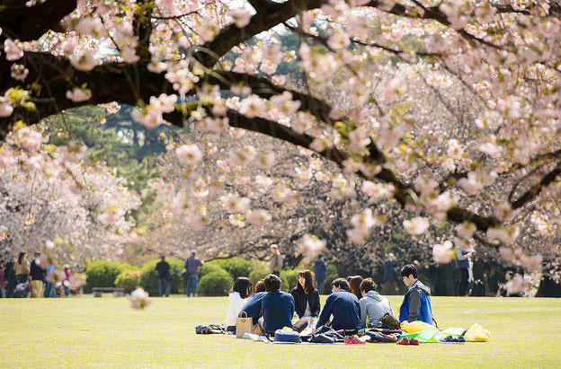 到底哪里才是12星座最不可辜负的樱花祭（上）