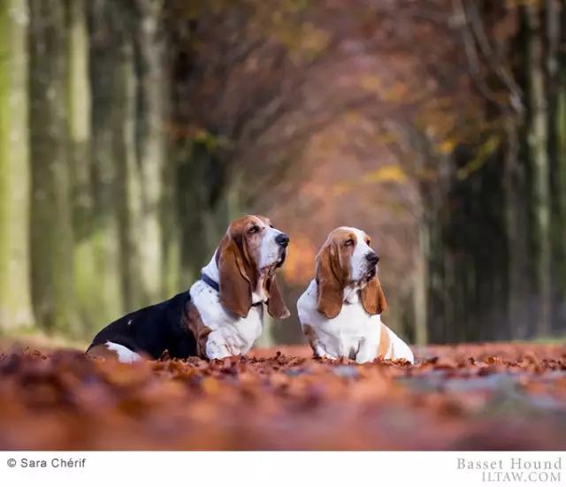 动物世界犬种-巴吉度猎犬