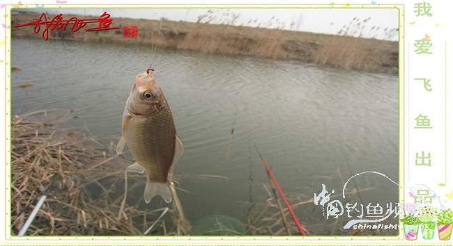 2016之我爱飞鱼觅得好钓点