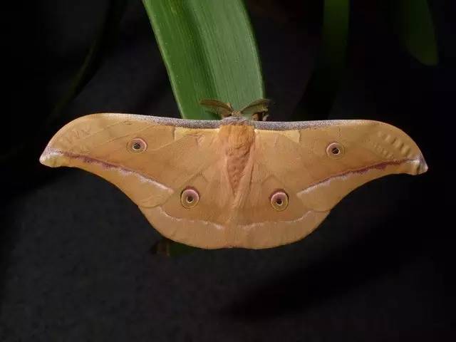 春蚕到死丝方尽整句诗,春蚕到死丝方尽图片