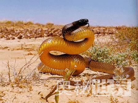 世界上最毒的十种动物排名,世界上的十大毒王