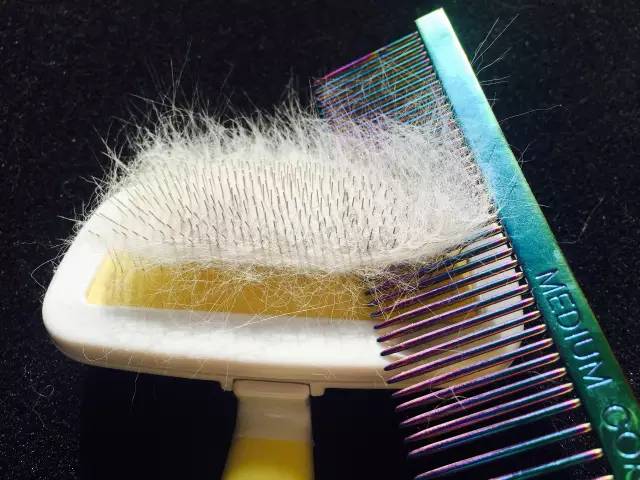 到处都是猫毛,短毛猫梳和长毛梳什么区别