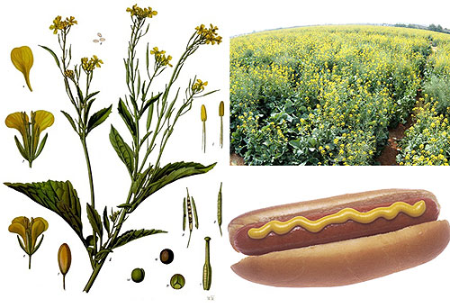 芥末山葵哪个更辣,山葵芥末辣根是一个物种吗