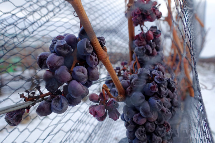 尼亚加拉珍稀冰酒,尼亚加拉冰葡萄酒