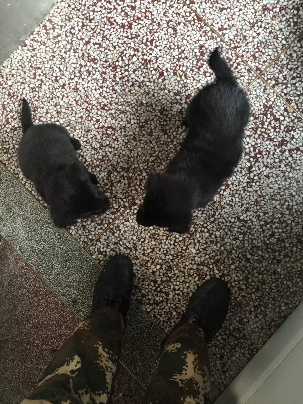 金毛生下来是黑的长大会变色吗,为啥金毛生的有黑的有黄的