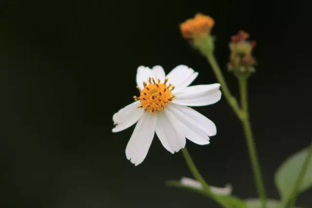是路边的野草也是路边的宝——鬼针草