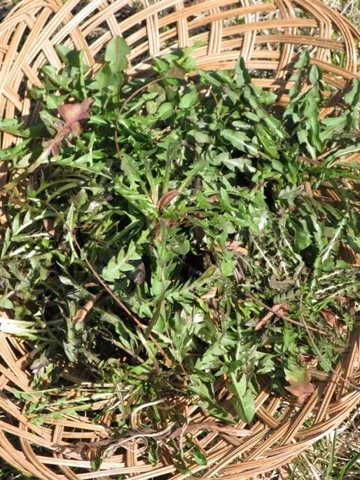 常见野菜吃法做法大全,常见野菜种类吃法