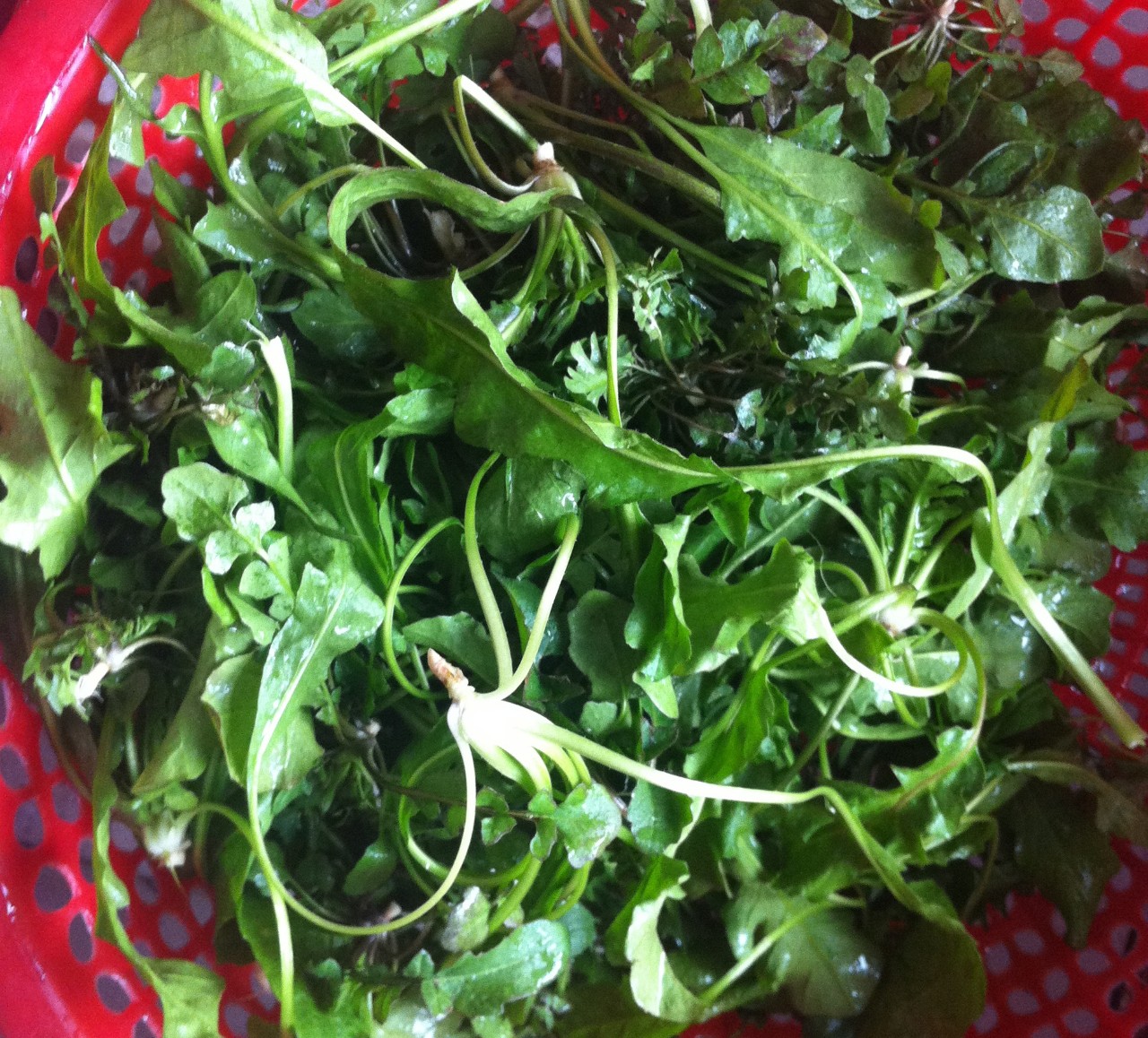 常见野菜吃法做法大全,常见野菜种类吃法