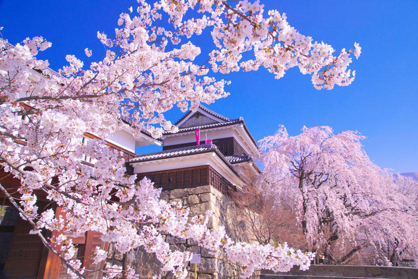 到底哪里才是12星座最不可辜负的樱花祭（上）