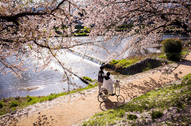 到底哪里才是12星座最不可辜负的樱花祭（上）