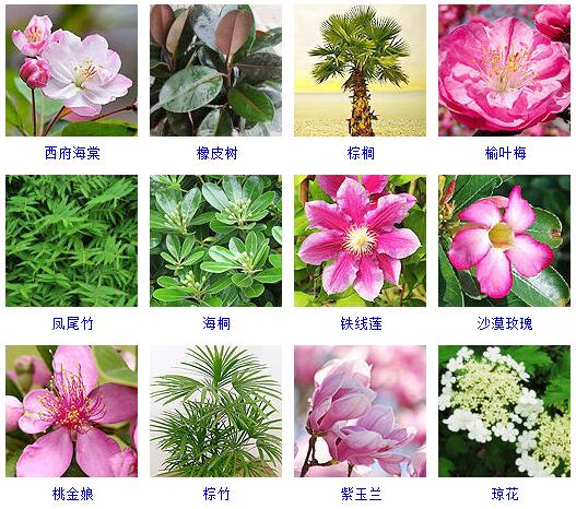 花卉知识|什么是木本植物？常见的木本植物都有哪些？
