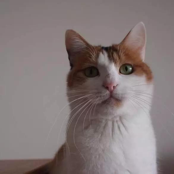 上海市领养流浪动物的地方在哪里,上海市领养小猫的地方