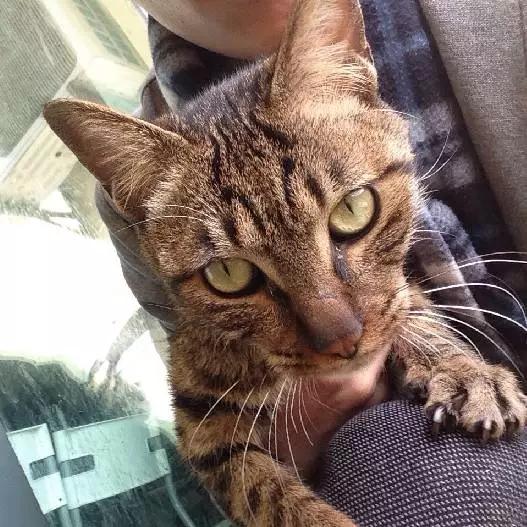 上海市领养流浪动物的地方在哪里,上海市领养小猫的地方