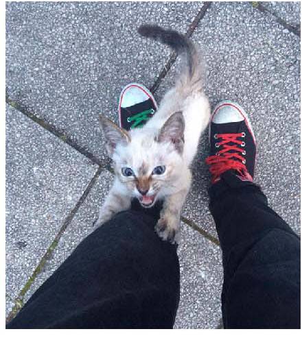 男子路过公园被流浪猫一见钟情，万万没想到，漫步都能捡个主子