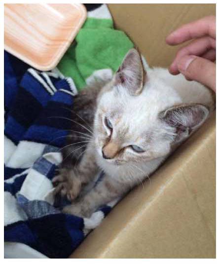 男子路过公园被流浪猫一见钟情，万万没想到，漫步都能捡个主子