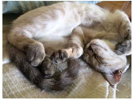 男子路过公园被流浪猫一见钟情，万万没想到，漫步都能捡个主子