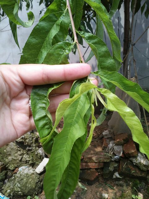 婴幼儿夏天什么治痱子好,夏天祛痱子最有效的方法