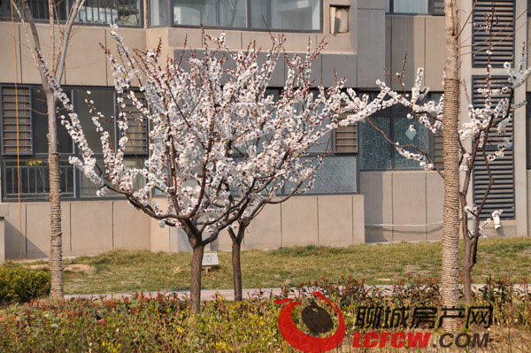 开发区当代国际,开发区香格里华粹园房价