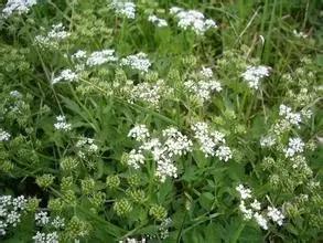 踏青挖野菜指南,最好玩的野趣旅游地方采野菜