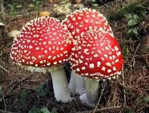 踏青挖野菜指南,最好玩的野趣旅游地方采野菜