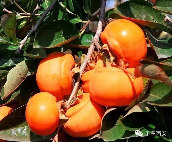 蓝田免费开放景区秋天,2022年蓝田县开放了哪些景区