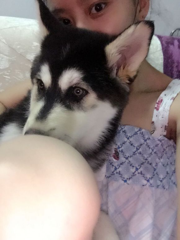 哈士奇拉肚子呕吐差点被卖给我狗的人害死