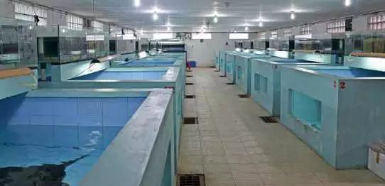 原生魟鱼,魟鱼原生态生活