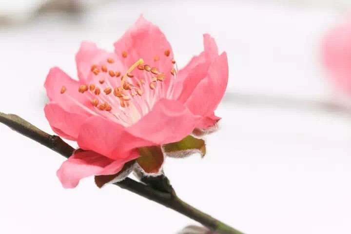 十里春风赏花季，你的朋友圈配词准备好了吗？