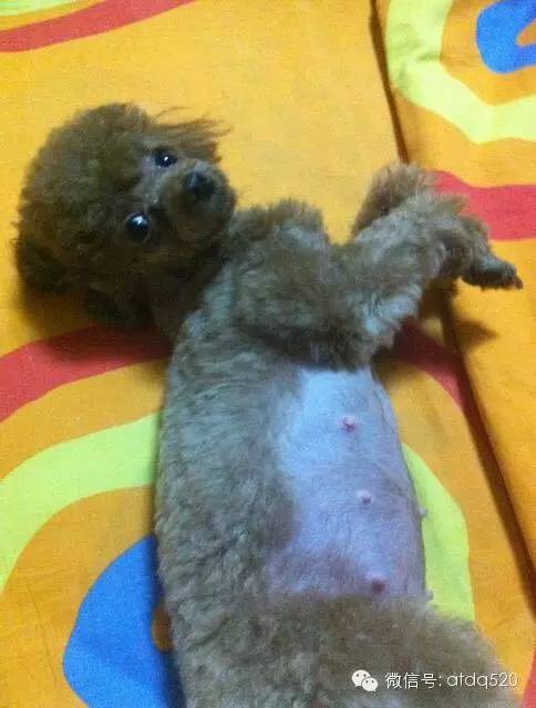 泰迪妈妈生了几个孩子,泰迪接生的过程