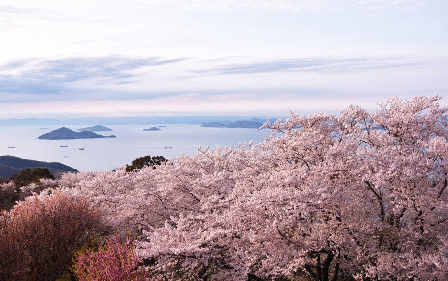 到底哪里才是12星座最不可辜负的樱花祭（上）