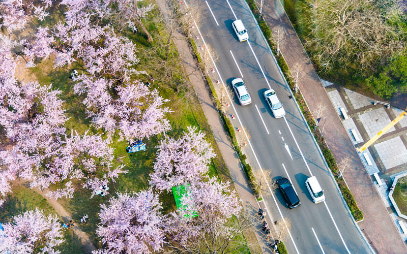 到底哪里才是12星座最不可辜负的樱花祭（上）