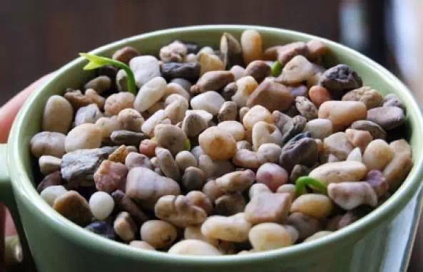 吃剩的柚子皮别扔了,吃剩的柚子种子