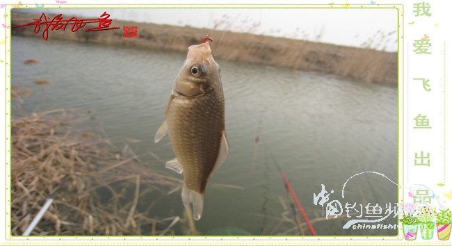 2016之我爱飞鱼觅得好钓点