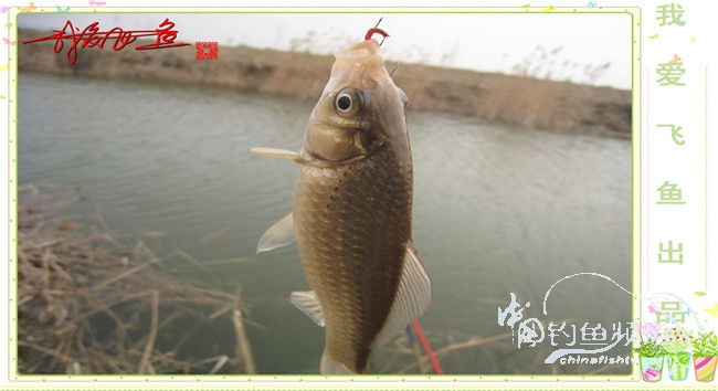 2016之我爱飞鱼觅得好钓点