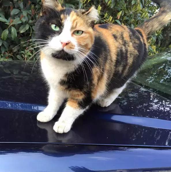 上海市领养流浪动物的地方在哪里,上海市领养小猫的地方