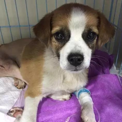 上海市领养流浪动物的地方在哪里,上海市领养小猫的地方