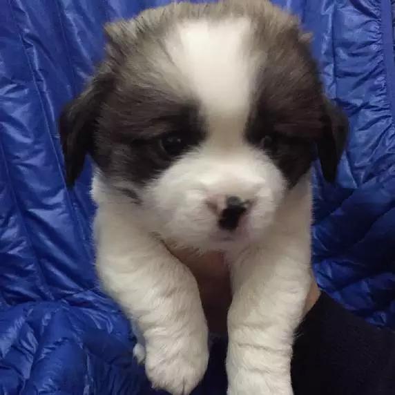 上海市领养流浪动物的地方在哪里,上海市领养小猫的地方