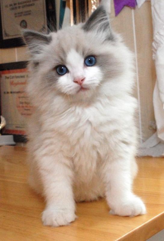 你真的了解喵星人吗,你了解猫吗